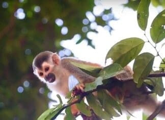 Family Service Opportunity in Costa Rica Summer of 2017 (Appleseed Expeditions)