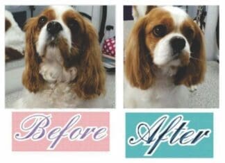 Business Spotlight on Bless Your Paws, LLC