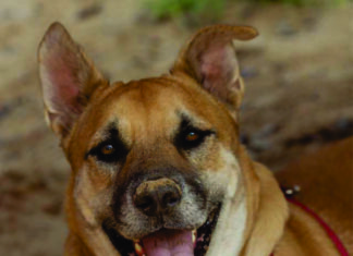 Alaqua Animal Refuge Pet of the Week “Harrison”