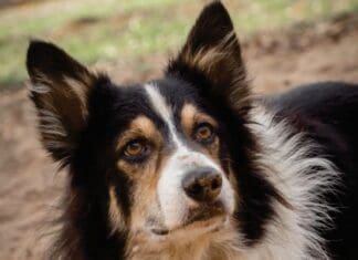 Alaqua Pet of the Month