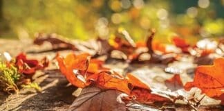 Fall