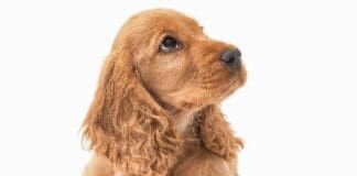 Beautiful,female,golden,cocker,spaniel,puppy,lays,on,white,background