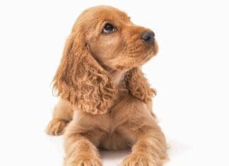 Shared Dreams Beautiful,female,golden,cocker,spaniel,puppy,lays,on,white,background