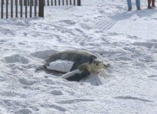 Keep Our Beaches Clean, Dark and Flat! It’s sea turtle nesting season! Turtle Nesting Season Featured