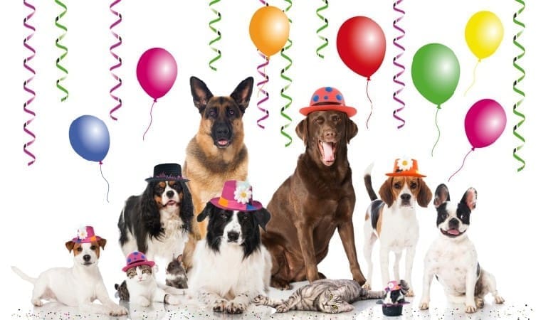 Celebratedogs