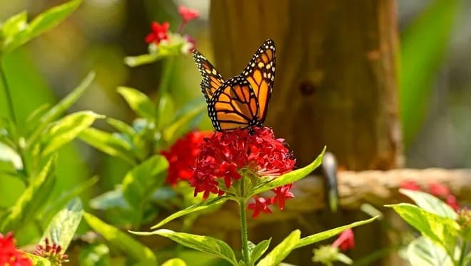 Photo Butterfly