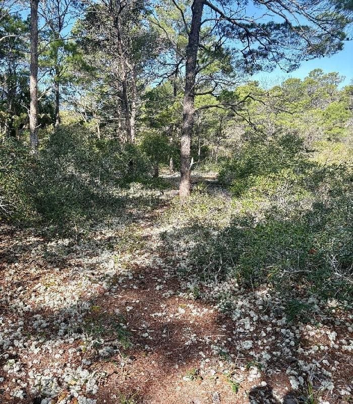 Image2