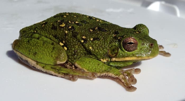 Barking Tree Frog