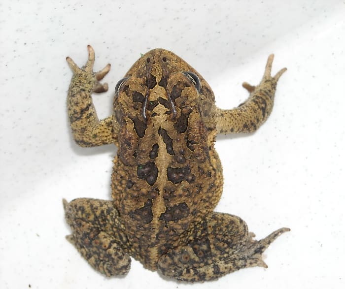 Southern Toad Wikipedia