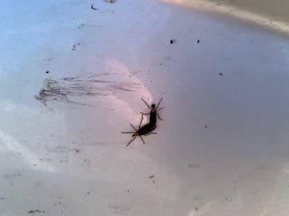 Love Bug