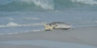 Turtle