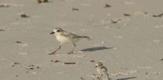 Plover Chick