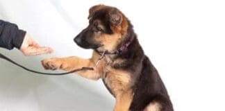Dog Training Tips