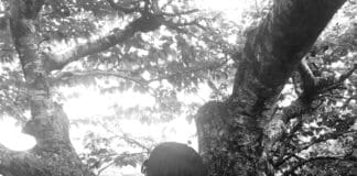 Lotus Life Tree