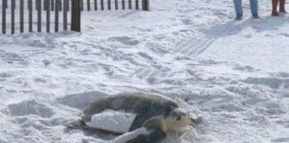 Turtle Nesting Season Featured