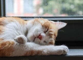 I Just Need A Quick Nap Cat Sleeping