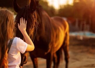 Improving Mental Health with Horses Alaqua Hhs Image #1