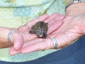 Ornate terrapins (Malaclemys terrapin macrospilota) in Walton County? Image3