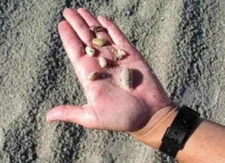 Seashells Ft