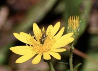 Native Pollinators of the Flowers of Fall Image6
