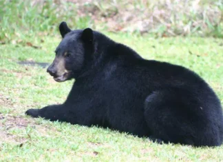 Wildlife in Fall Image4