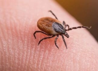Tick Bites: Prevention, Removal, and Seeking Treatment Image(1)